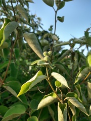 Croton lasiopetaloides