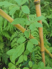 Causonis japonica