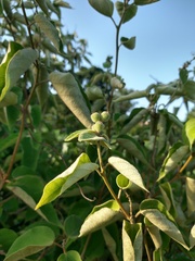 Croton lasiopetaloides