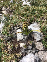 Chamorchis alpina