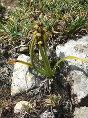 Chamorchis alpina