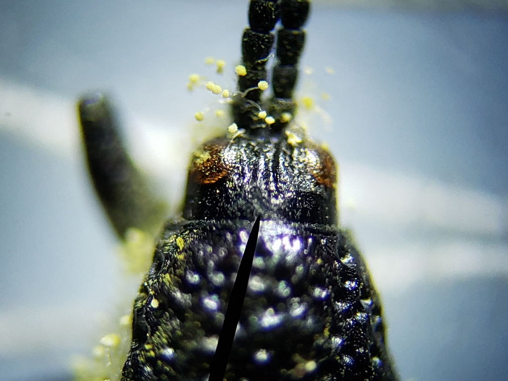 Microrhopala erebus