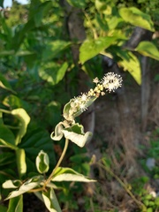 Croton lasiopetaloides