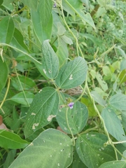Glycine max soja