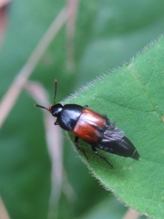 Tachinus fimbriatus
