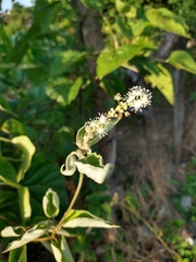Croton lasiopetaloides