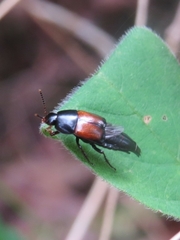 Tachinus fimbriatus