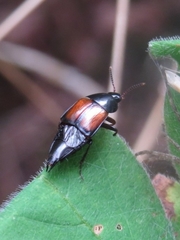 Tachinus fimbriatus