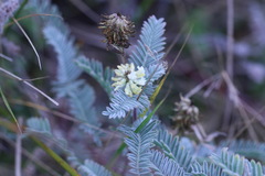 Astragalus pycnostachyus