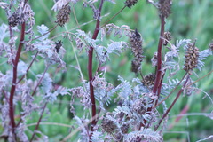 Astragalus pycnostachyus