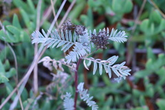 Astragalus pycnostachyus