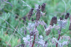 Astragalus pycnostachyus