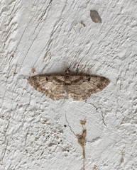 Eupithecia mutata