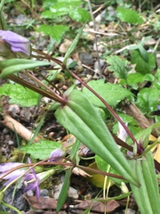 Gentianella austriaca