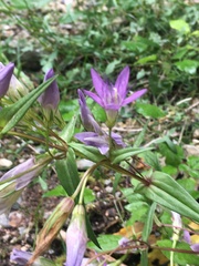 Gentianella austriaca