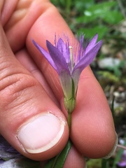 Gentianella austriaca