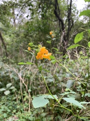 Impatiens capensis