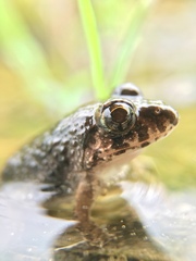 Fejervarya kawamurai
