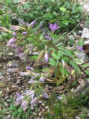 Gentianella austriaca