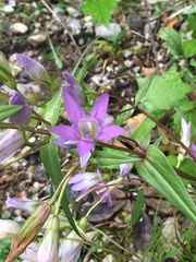 Gentianella austriaca