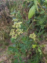 Causonis japonica