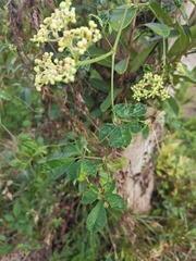 Causonis japonica