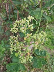 Causonis japonica
