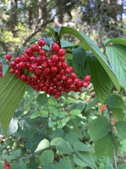 Viburnum wrightii