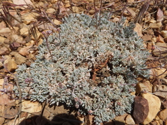 Eriogonum kennedyi austromontanum