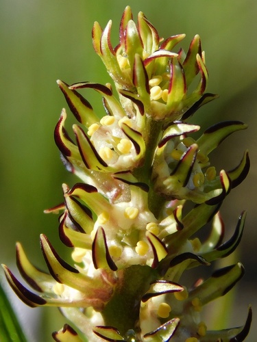 Wurmbea monopetala (Wurmbea monopetala)