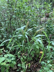 Poaceae