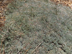 Eriogonum kennedyi austromontanum