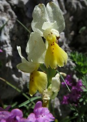 Orchis pauciflora