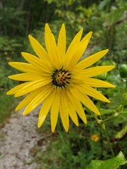 Silphium laciniatum