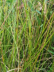 Eleocharis dulcis