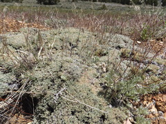Eriogonum kennedyi austromontanum