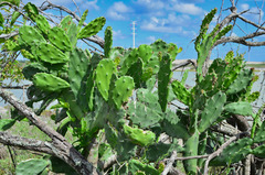 Opuntia karwinskiana