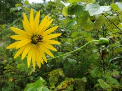 Silphium laciniatum