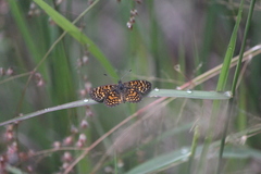 Texola elada ulrica