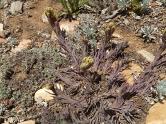 Castilleja cinerea