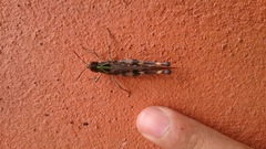 Rhammatocerus viatorius