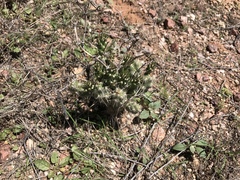 Cylindropuntieae