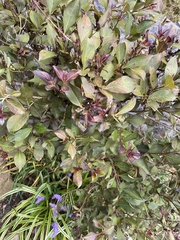 Abelia × grandiflora