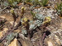 Castilleja cinerea