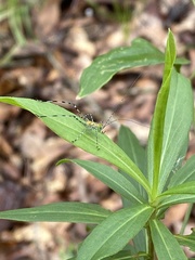 Stilpnochlora couloniana image