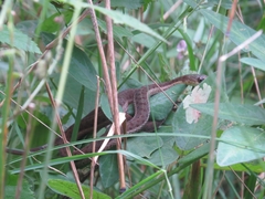 Thamnophis sirtalis