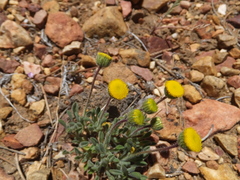 Erigeron aphanactis congestus