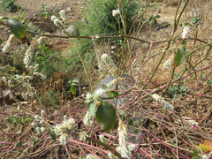 Alternanthera ficoidea