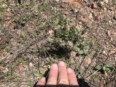 Cylindropuntieae