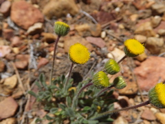 Erigeron aphanactis congestus